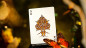 Preview: Amber Golden Morpho by TCC Fashion - Pokerdeck
