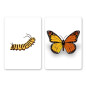 Preview: CaterFly by Magical Project