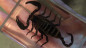 Preview: Ominous Deck (Scorpion) by Diamond Jim Tyler