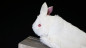 Preview: Handpuppe Hase - Rabbit Hand Puppet by Magic Masters