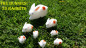Preview: The Bunnies! 3D Rabbits (Parents, Kids & Grandpa)