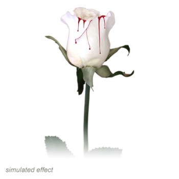 Bleeding Rose by Visual Magic - Blutende Rose Zaubertrick