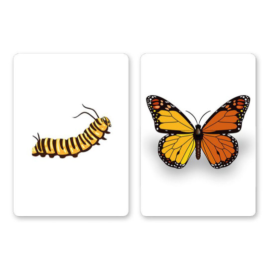 Preview: CaterFly by Magical Project