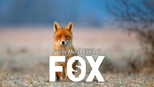 FOX by Esya G - Video - DOWNLOAD