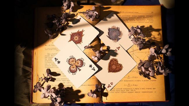 Epiphyllum - Pokerdeck