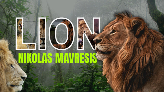 Lion by Nikolas Mavresis - Video - DOWNLOAD